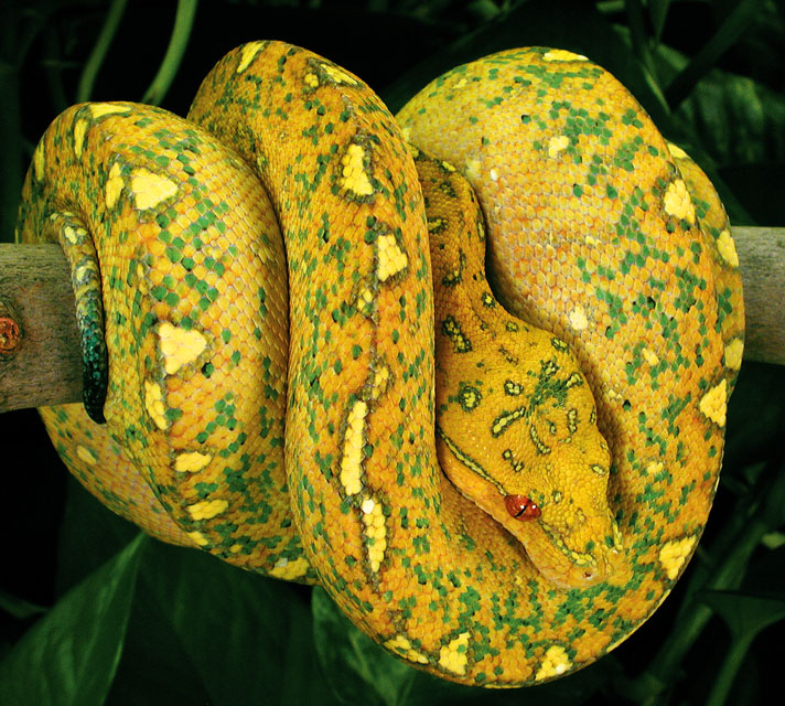 yellow tree python