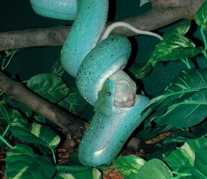 Green tree python feeding on mouse.
