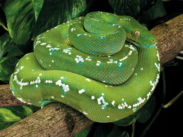 Green tree python