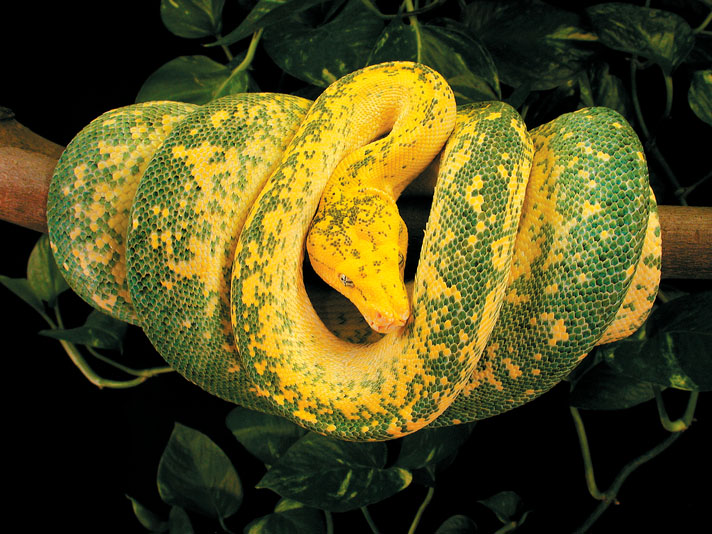 yellow tree python