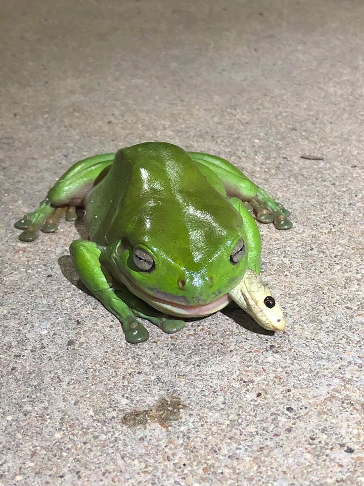 green treefrog eats coastal taipan snake
