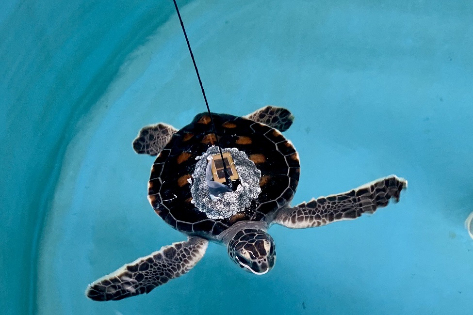 green sea turtle released by USCG