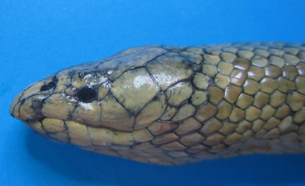 gunther's sea snake