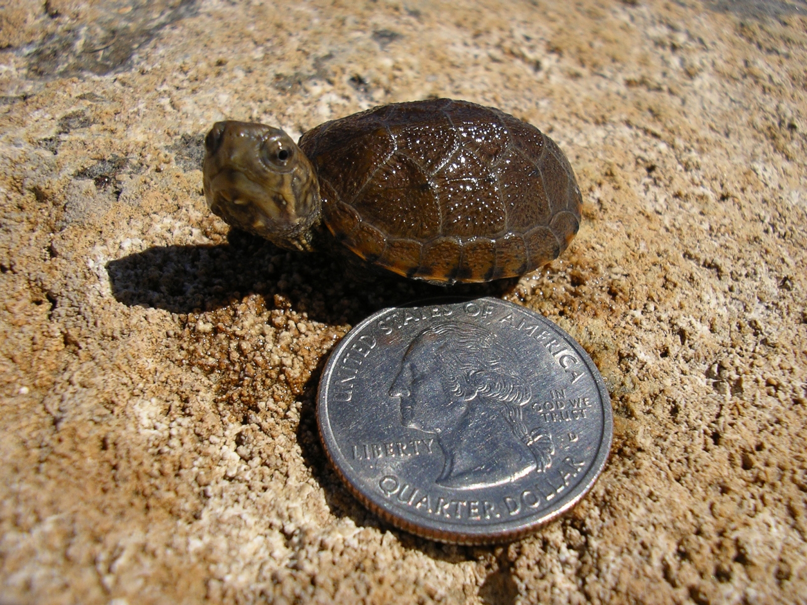 Hatchling sonora mud turtle