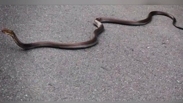 hawaii reports of a snake