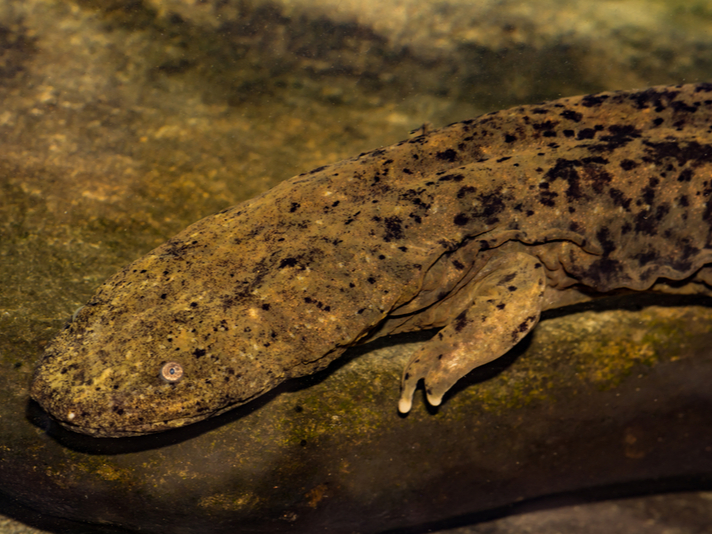 Hellbender salamander