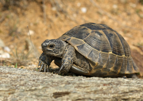 Hermann's tortoise