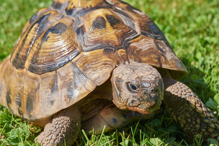 mediterranean tortoise size