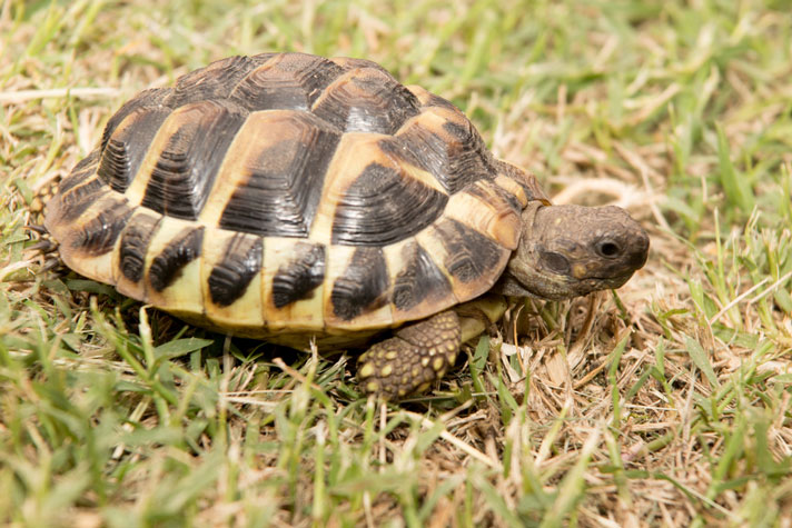 How long do hermann tortoises live in captivity