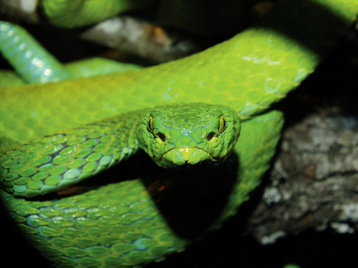 Mexican palm viper