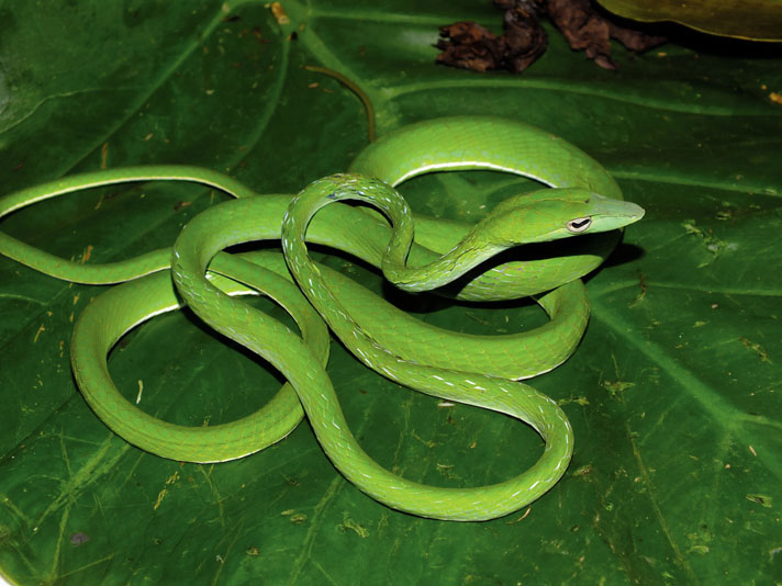 Asian vine snake