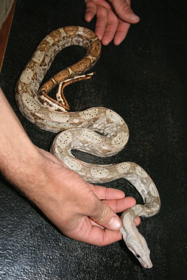 boa constrictor size and length