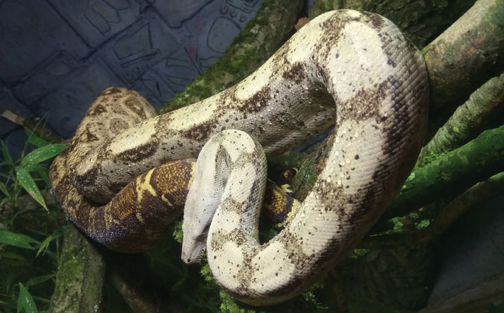 Boa Constrictor Care Sheet