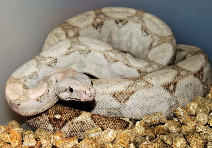 Hog Island Boa Constrictor Information - Reptiles Magazine