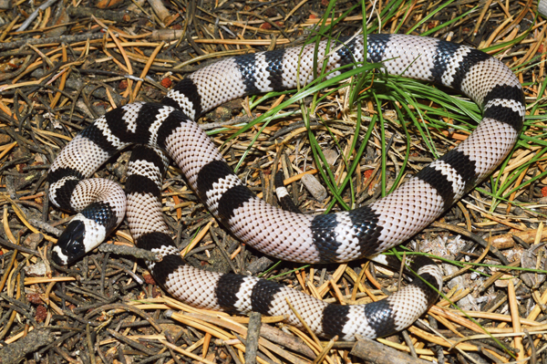 milksnake lovers