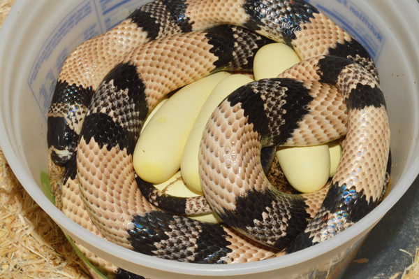 Honduran milksnake with eggs