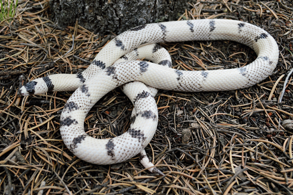 honduran milksnake enclosure