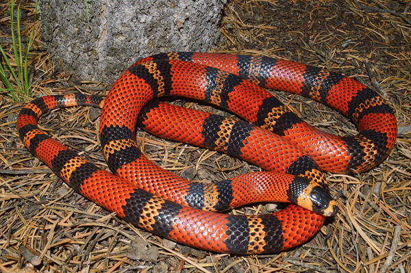 tangerine Honduran milksnake