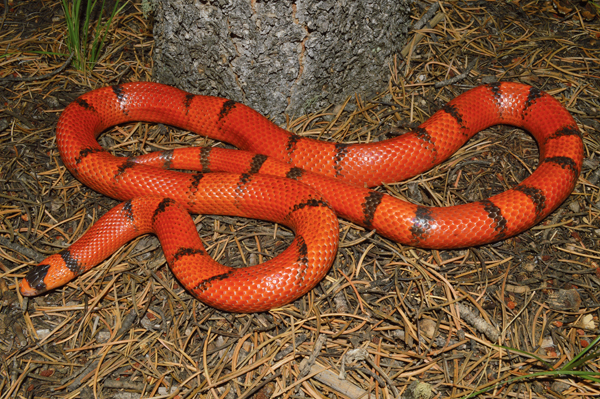 best milksnake bedding