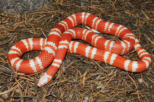 Albino tangerine Honduran milksnake