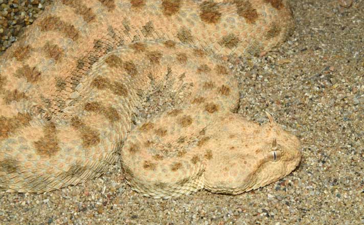 horned sand viper