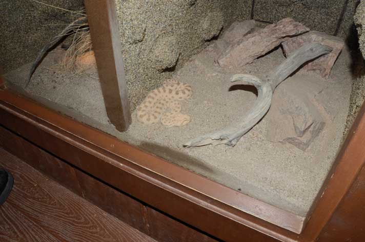 horned sand viper