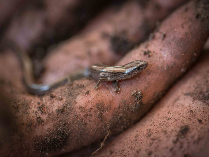 three-toed skink