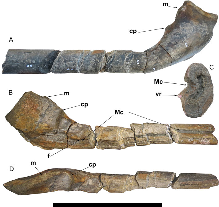 Ichthyosaur bones