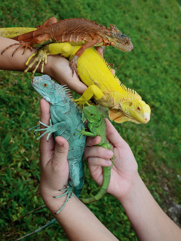 Iguana morphs are gaining in popularity.