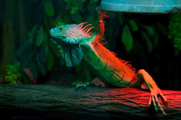 green iguana