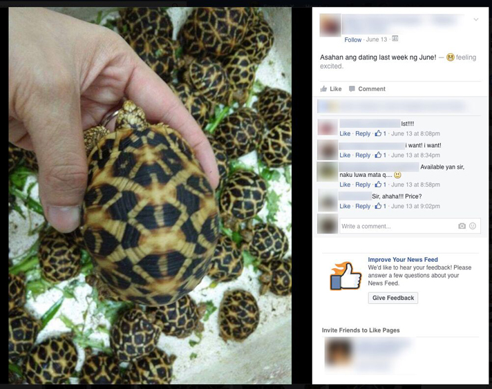 Indian star tortoises for sale in the Philippines