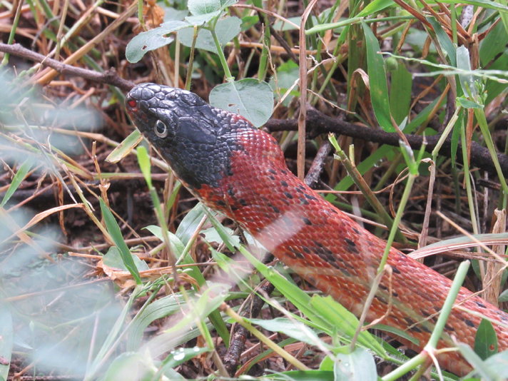 Diadem snake released back into the wild. 