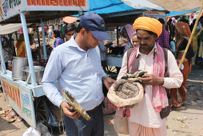Indian rock python and snake charmer.