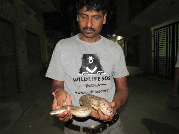 WSOS snake handler with Indian sand boa.