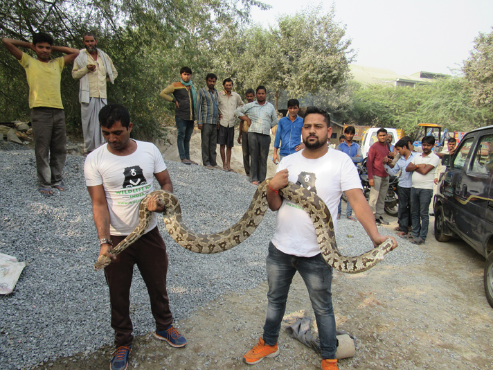 Indin rock python 