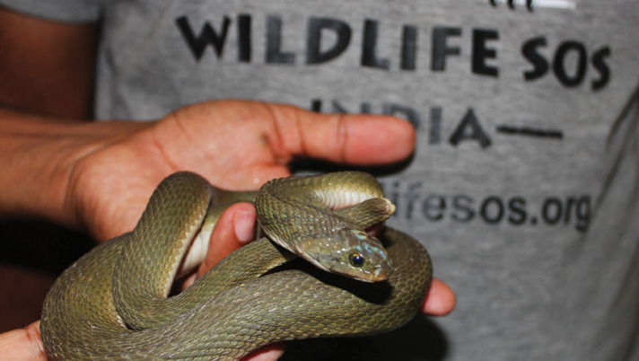 Green keelback snake