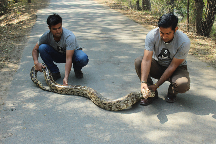 Indian rock python being rescued.