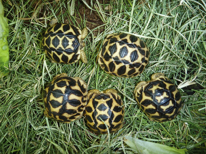 Indian star tortoises can be kept in groups.
