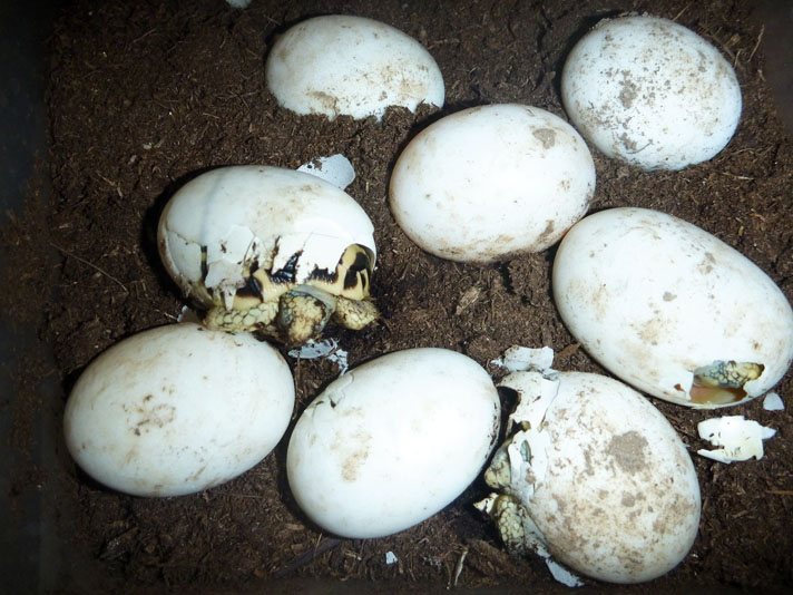Indian star tortoise eggs