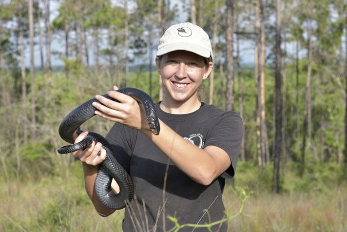 Indigo snake released by OCIC's Michelle Hoffman