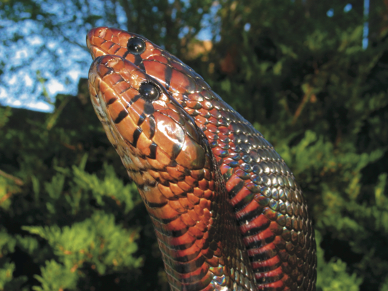 indigo snakes breeding