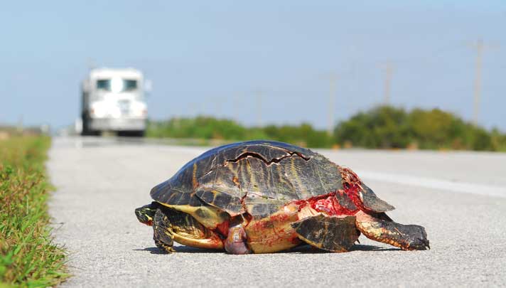 Turtle injured by vehicle