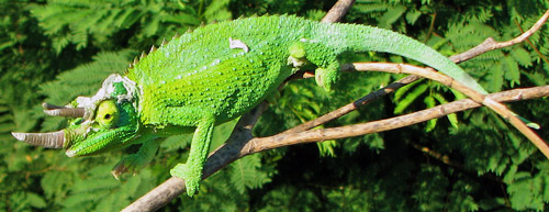 Male Jackson's chameleon 