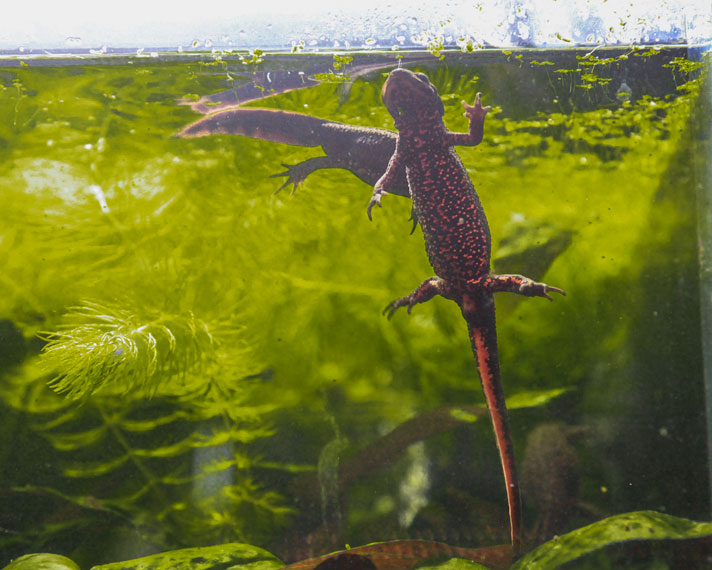 Japanese fire-bellied newt in an enclosure