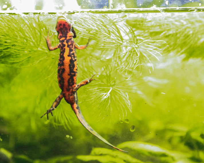 Japanese fire-bellied newt