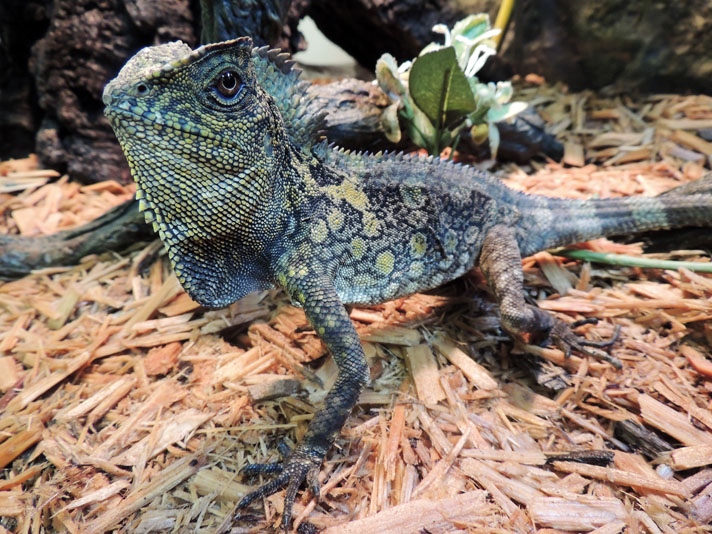 Java hump-headed lizard Gonocephalus chamaeleontinus