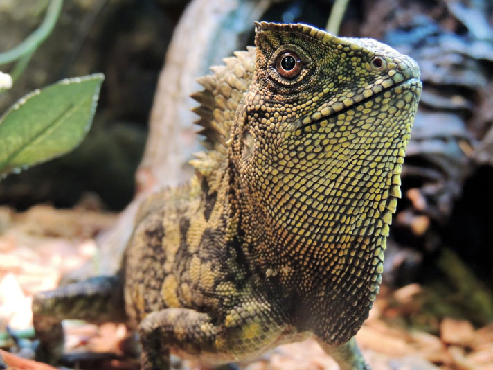 Java hump-headed lizard