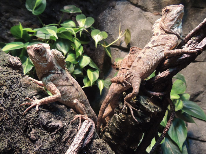 Java hump-headed lizards are arboreal.
