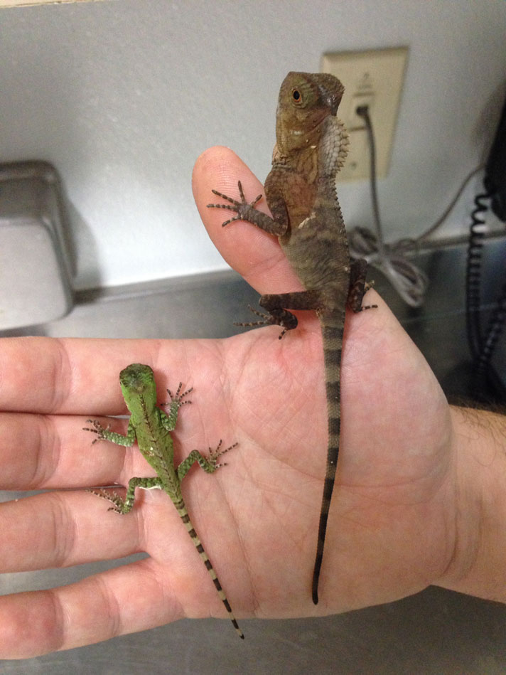 A juvenile and adult java hump-headed lizard.