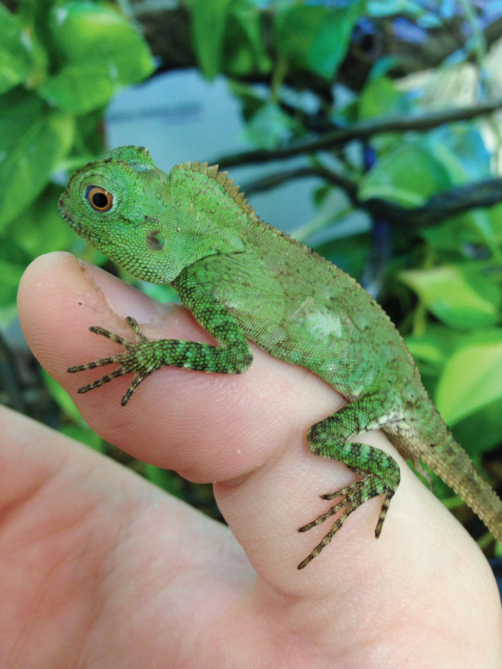 A juvenile Java hump-headed lizard.